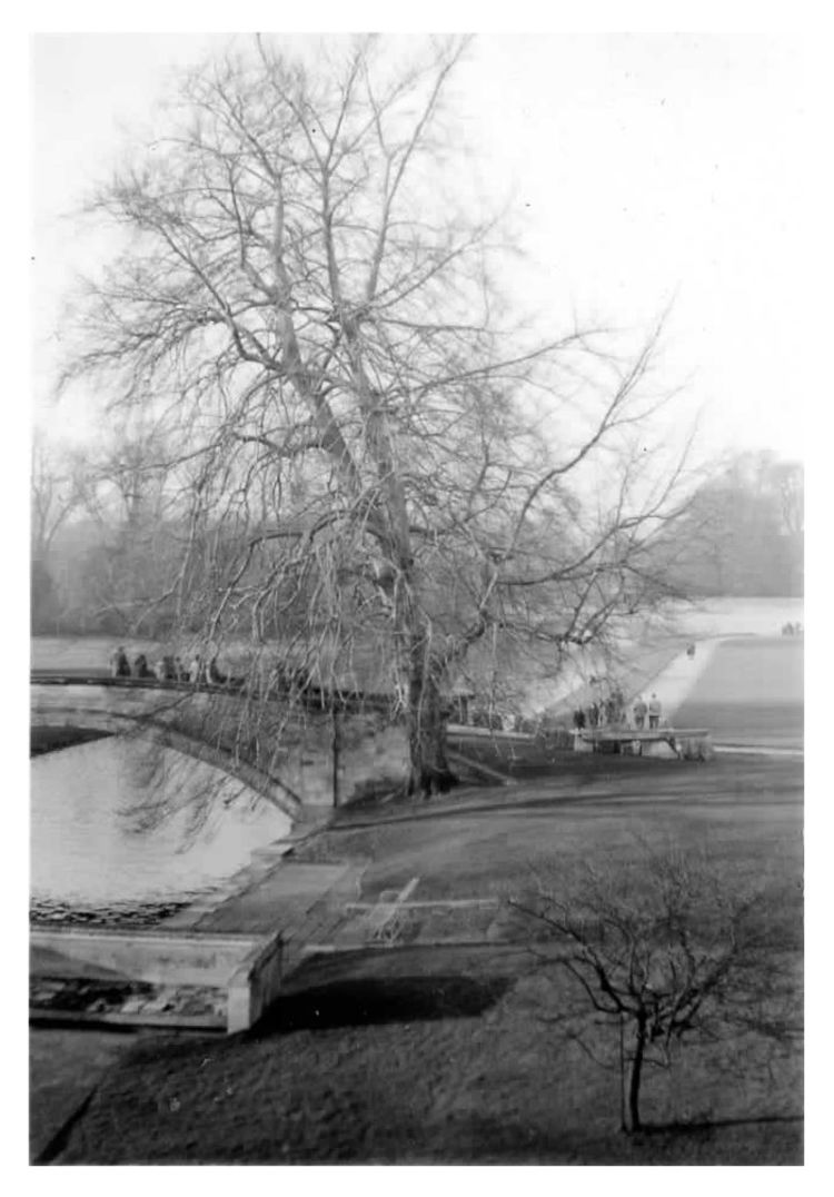 A black and white photo of a beech tree overlooking the River Cam and King's College bridge