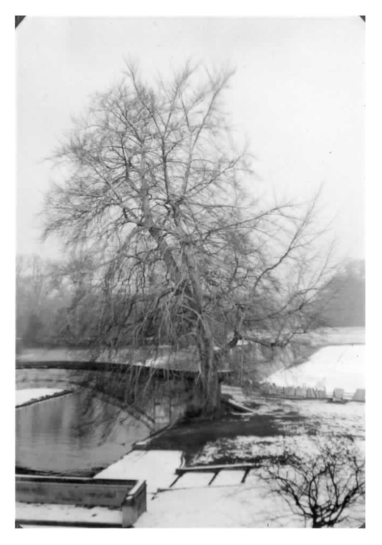 A black and white photo of a beech tree in winter, with snow on the ground, overlooking the River Cam and King's College Bridge