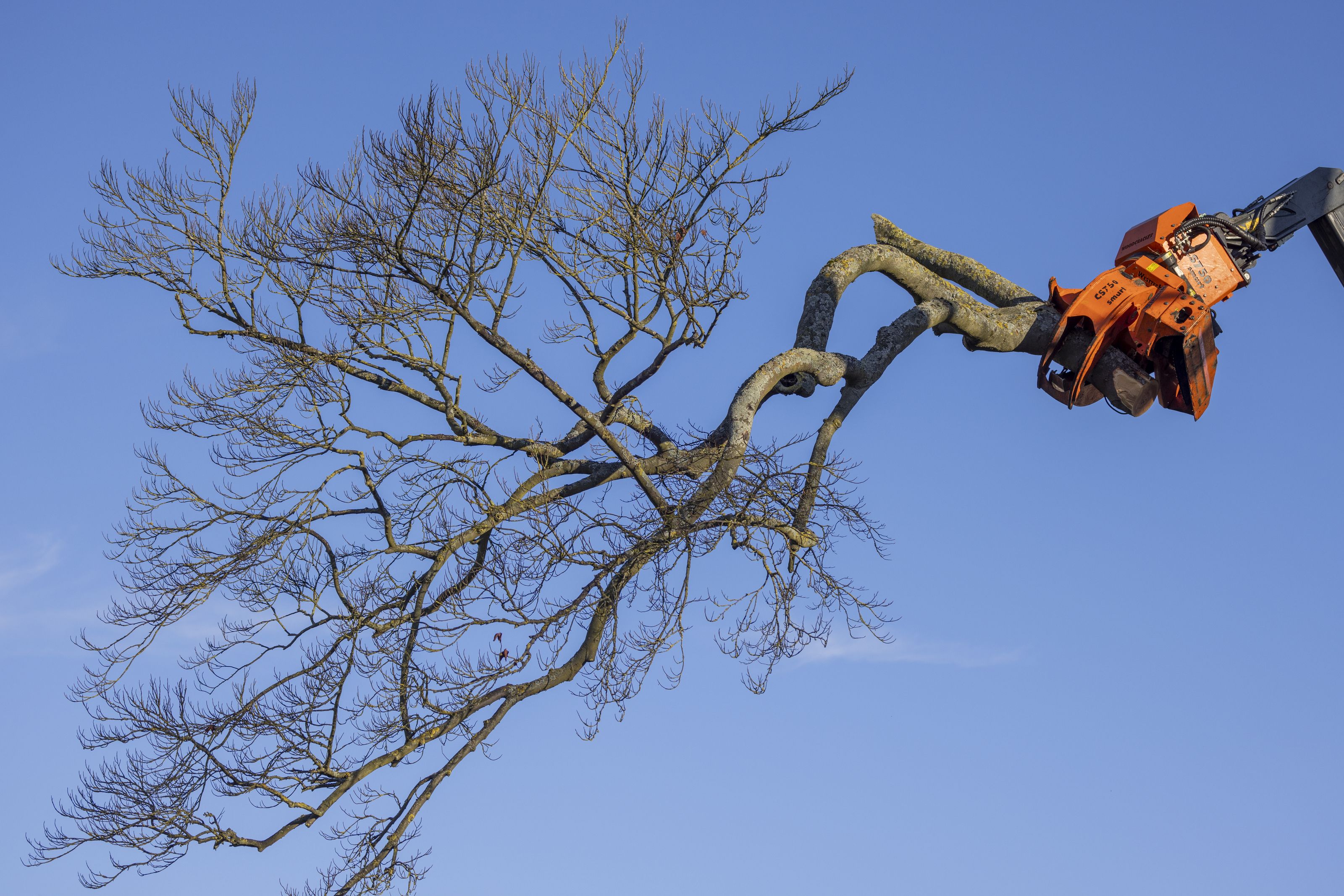 A large segment of a beech tree is suspended in the air, held by a large orange piece of machinery