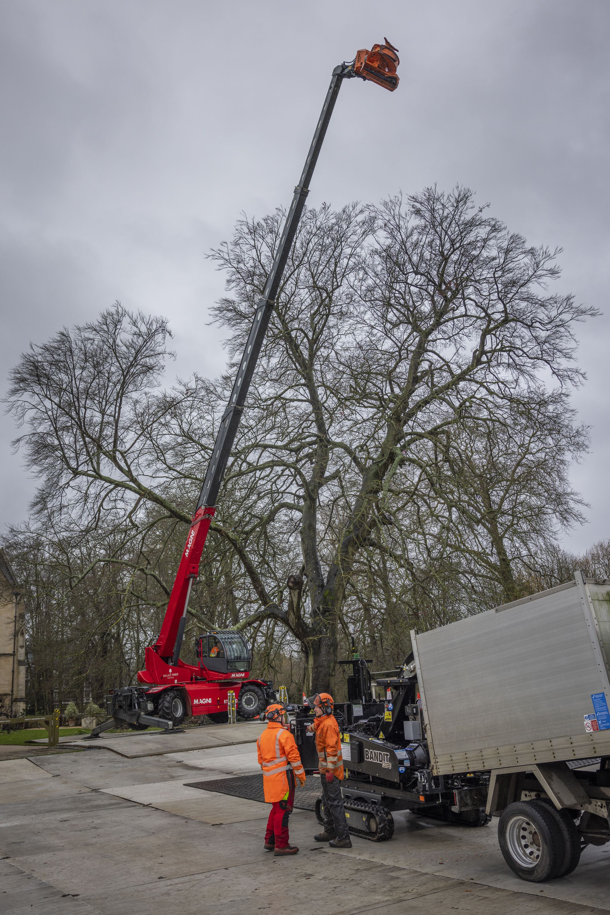 A telescopic cherry picker sits in front of a large beech tree with workers in high visibility clothing in the foreground
