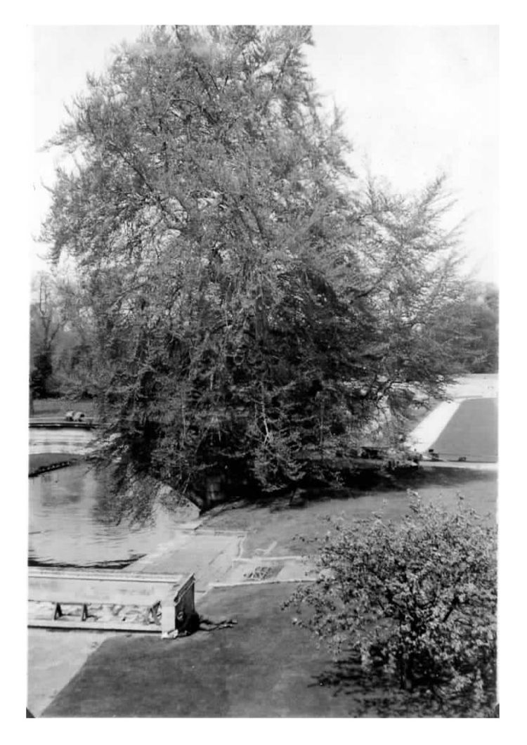 A black and white photo of a beech tree overlooking the River Cam and King's College bridge