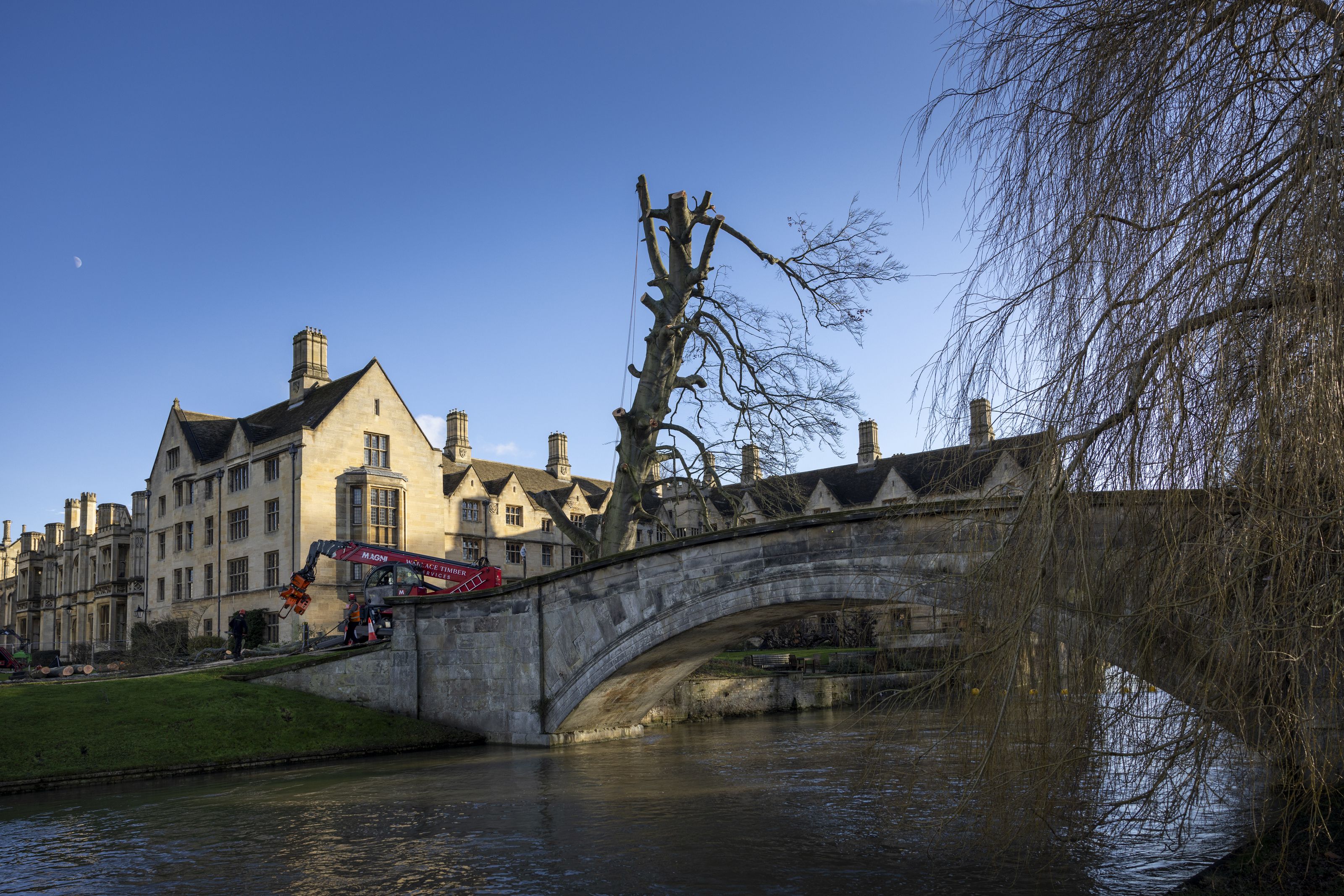 A view of the River Cam and King's College bridge in front of the partially felled beech tree